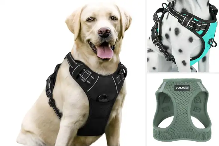 Detailed view of Best Comfortable Harnesses