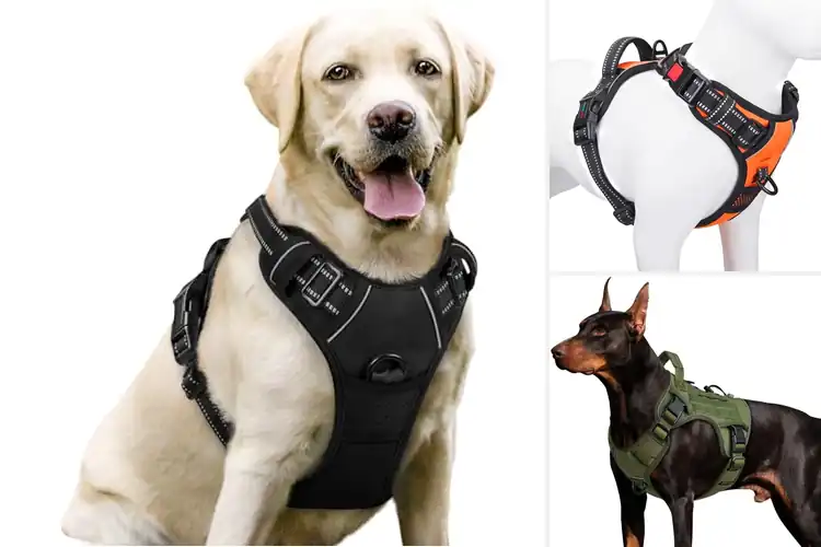 Detailed view of Best Dog Harnesses