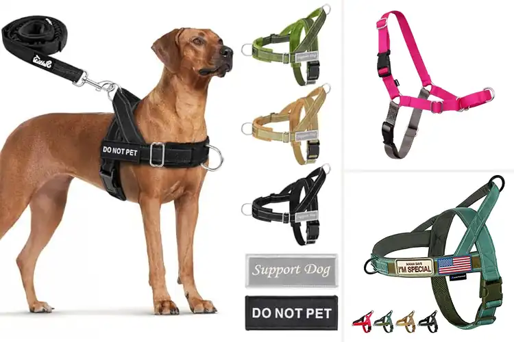 Detailed view of Best No-Pull Harnesses